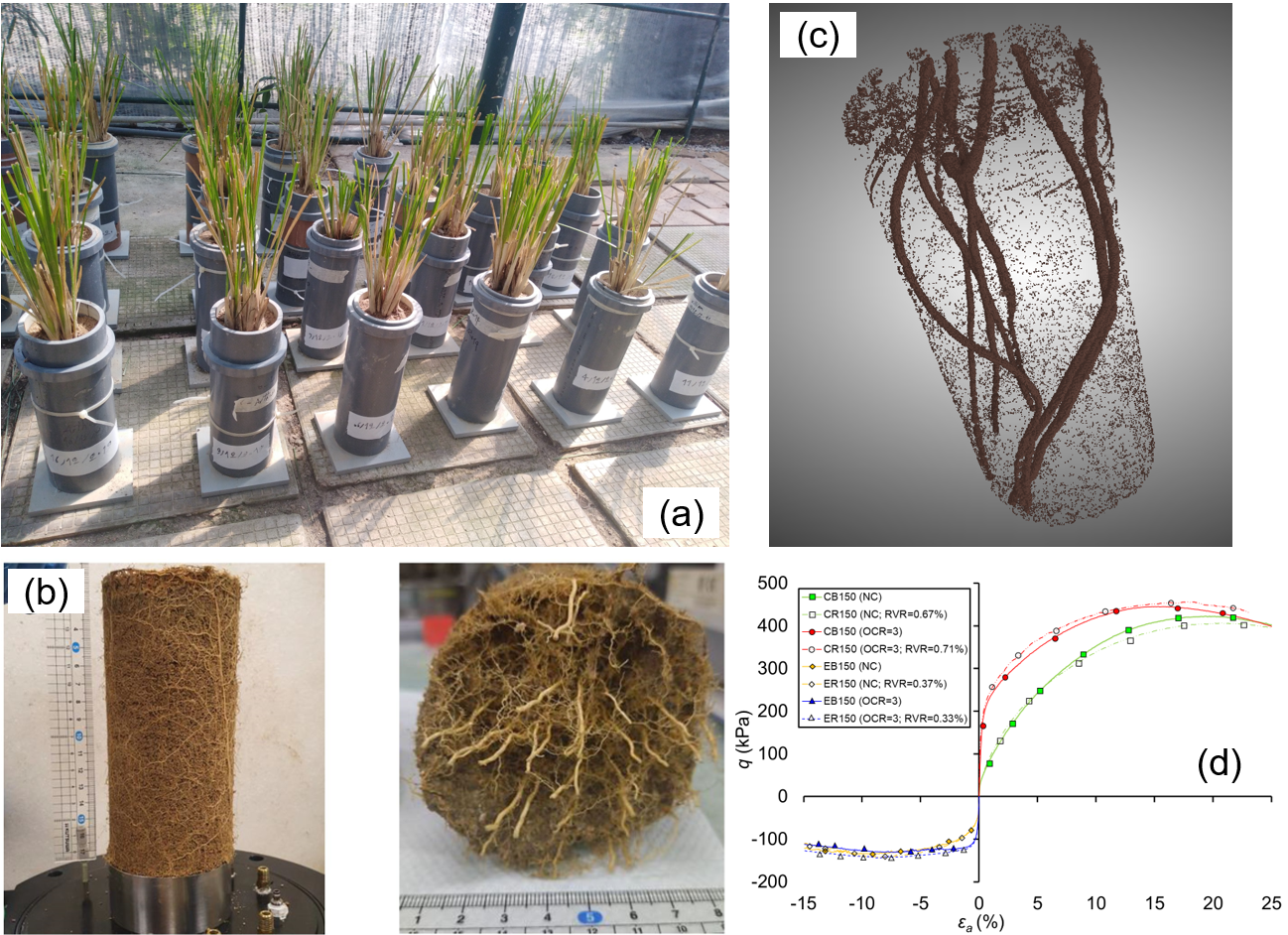 Prof. Leung’s research centres the use of vegetation as a means of nature-based solution to stabilise soil. His work involves experimental investigation of soil-root interaction (a) and exploration the ‘hidden half’ of the plants (b, c) to unlock the root anchorage mechanisms in unsaturated soil (d) 
