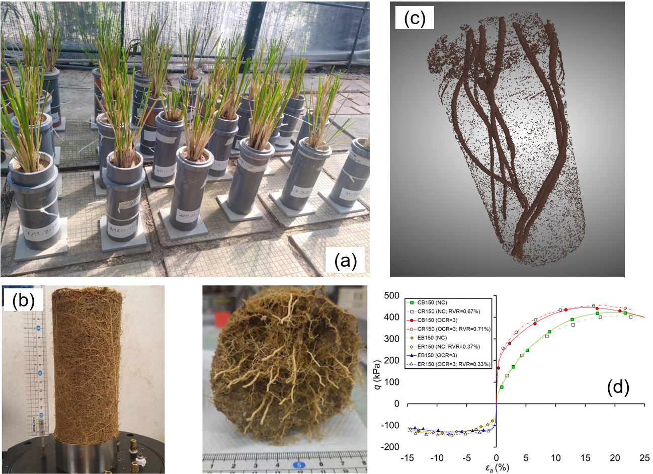 Prof. Leung’s research centres the use of vegetation as a means of nature-based solution to stabilise soil. His work involves experimental investigation of soil-root interaction (a) and exploration the ‘hidden half’ of the plants (b, c) to unlock the root anchorage mechanisms in unsaturated soil (d)